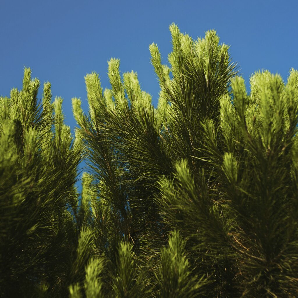 Jeunes pousses de pin vert illustrant la signature aromatique fraîche de la crème Motsent